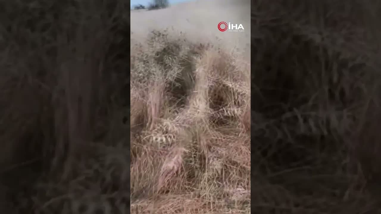 Edirne'de Dolu Yağışı Kanola Tarlalarını Vurdu!