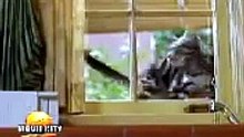 Funny Cat videos _ Snow white _ fun with cat and rat _ bachonkidunya