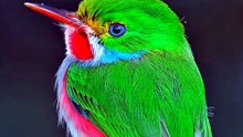 Cuban Tody (Todus multicolor)
