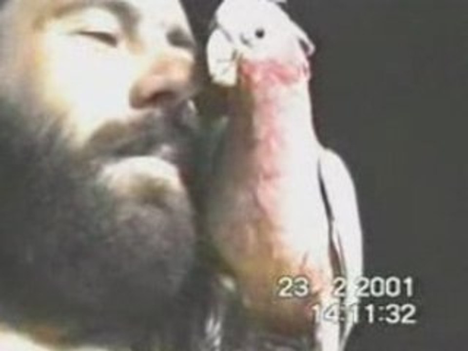 Andy & Charly the red kakadoo