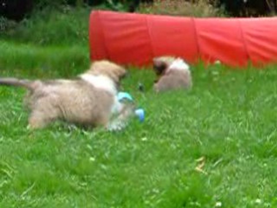 jeux de chiots 7 semaines et demi