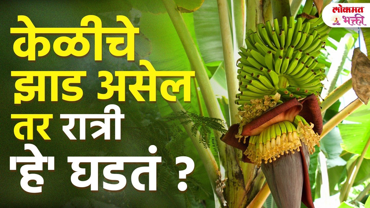 केळीचे झाड असेल तर रात्री 'हे' घडतं| Keliche zaad asel tar ratri he ghadate |Banana Tree Information