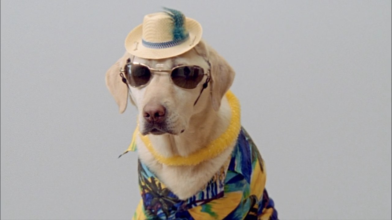 A closer look at Dog-Friendly Getaways for You and Your Travel Buddy