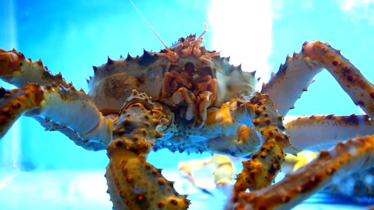 The story behind Alaska's snow crab die-off: what scientists know