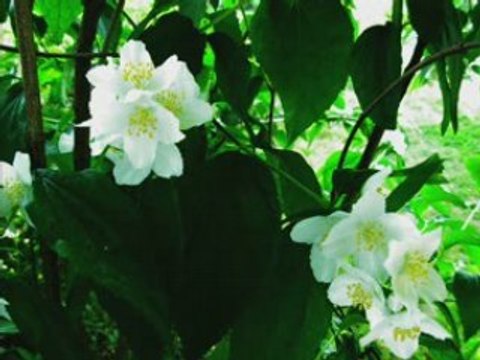 Vielles chansons françaises Auprès de ma blonde