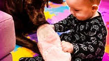 The baby reacts with pure joy after winning the slipper from the family dog