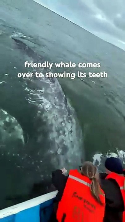 Never Expected a Whale to Do This