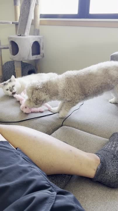 Cat and Dog Play Tug of War With Pink Plush Toy