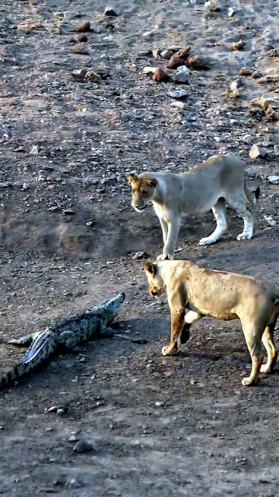 Intense Safari Footage Of Lion Pride Encircling And Swapping Jaws With A Massive Crocodile