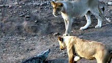 Intense Safari Footage Of Lion Pride Encircling And Swapping Jaws With A Massive Crocodile