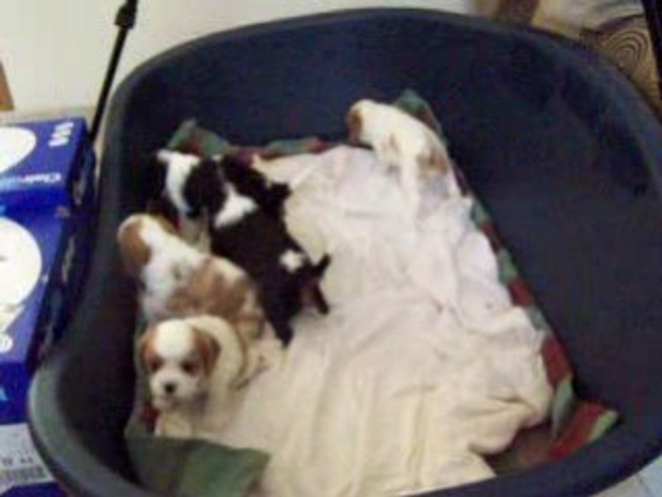 chiots véline 2008