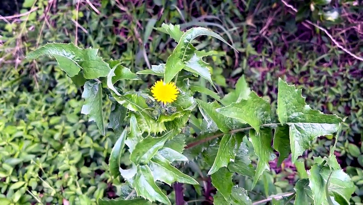 Common Sowthistle