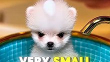 This Tiny Puppy Just Needed Someone to Believe in Him 🥺🐶❤️