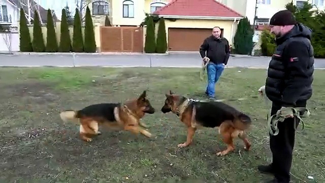 Beautiful German Shepherds Ares and Maru. We are waiting for a new litter in March 2024. Odessa