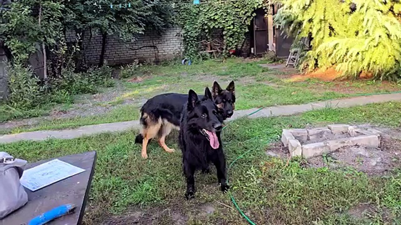 Beautiful pair of German Shepherds Dakar and Cerri. Puppies are expected. Odessa