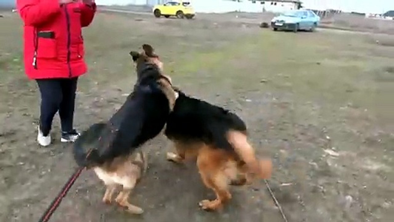 Beautiful pair of German Shepherds Dakar and Cerri. Puppies are expected. Odessa