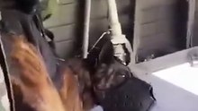 US Soldiers Jump from a Plane with a K9 Dog 🐕🇺🇸