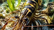 TIGER OF THE SHALLOWS — The Secret Life of the Giant Tiger Prawn