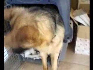 Bull terrier Tess cohabitation