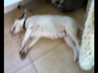 Bull terrier tess et Cie