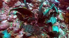 Deep Relationships @ Spy In The Ocean 深海情谊
