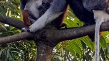 Monyet red shanked dari negara vietnam
