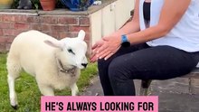 The bottle-fed lamb can't leave the dinner guest alone during a cozy visit