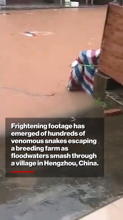 Floods Unleash Hundreds of Venomous Snakes in China