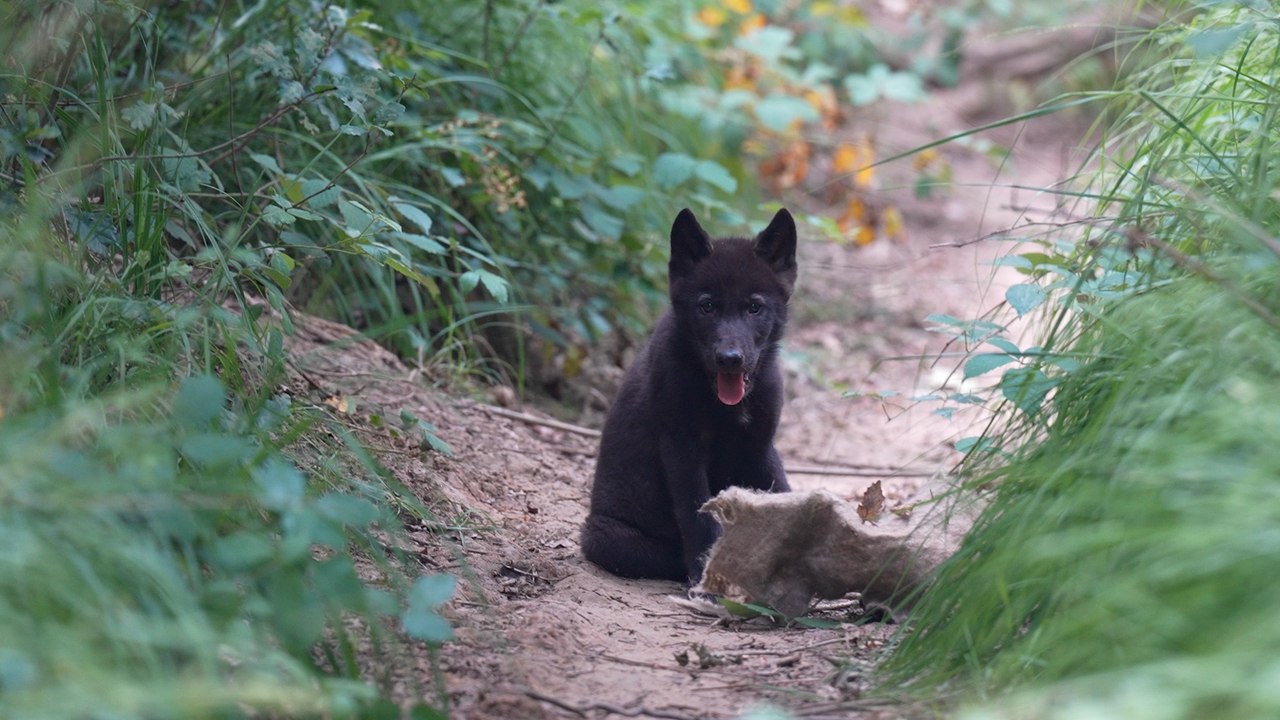 À la recherche des bébés loups de Rambouillet