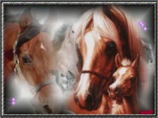 Les chevaux (par nico pour alex ^^)