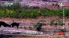 族群 Gangs @ 动物生存大考验 Wild Dynasties