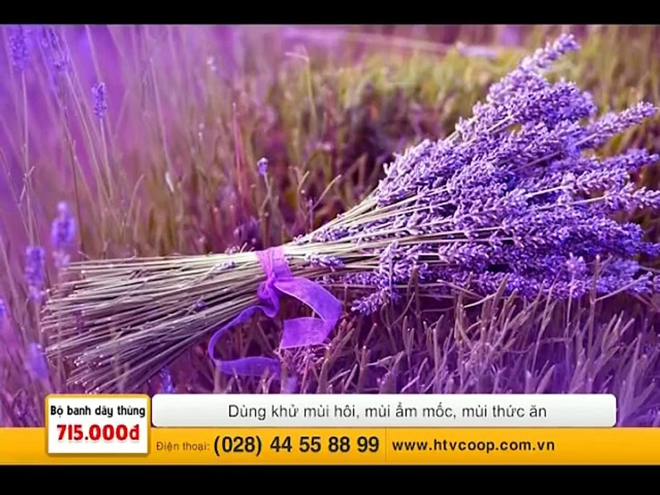 Nén thơm Miss Candle | HTV Coop