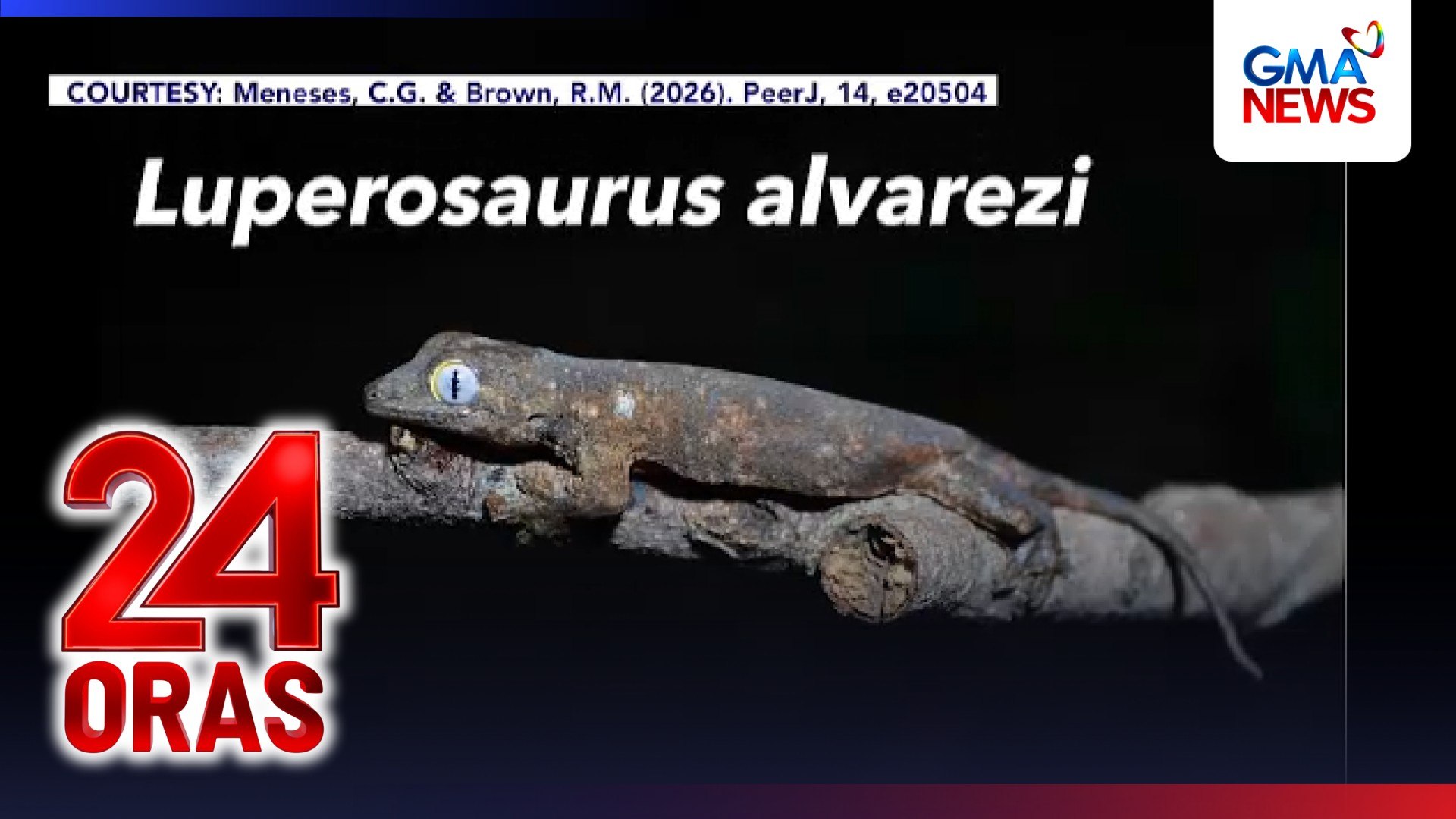 ⁣Isa sa rarest venomous lizards sa buong mundo na 'Guatemalan beaded lizard,' itinuturing n
