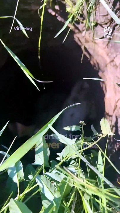 Desperate mama horse begs for help 🐴❤️#HorseRescue #FoalRescue #AnimalRescue #Horse #Wildlife #Animals #Heartwarming #RescueStory #Kindness #Nature #AnimalLovers #SavingAnimals #Compassion #Shorts #ViralShorts