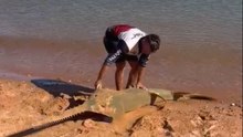 Fearless Fisherman Rescues Massive 11-Foot Sawfish from Shoreline