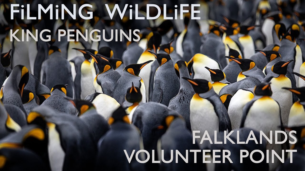 King Penguins Up Close: Falklands Wildlife Filming!