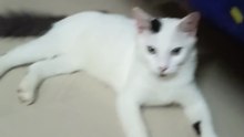 Cute Baby Cat Video