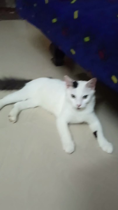 Cute Baby Cat Video