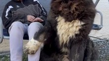 A tough guy with a soft heart ❤️ Even a tough, formidable dog needs gentle hands to touch and stroke him. He constantly seeks human closeness and attention. Every dog—regardless of breed—has a deep desire to be petted. #pet #dog #StarsEverywhere #stars #t