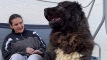A tough guy with a soft heart ❤️ Even a tough, formidable dog needs gentle hands to touch and stroke him. He constantly seeks human closeness and attention. Every dog—regardless of breed—has a deep desire to be petted. #pet #dog #StarsEverywhere #stars #t