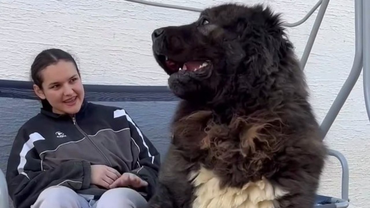 A tough guy with a soft heart ❤️ Even a tough, formidable dog needs gentle hands to touch and stroke him. He constantly seeks human closeness and attention. Every dog—regardless of breed—has a deep desire to be petted. #pet #dog #StarsEverywhere #stars #t