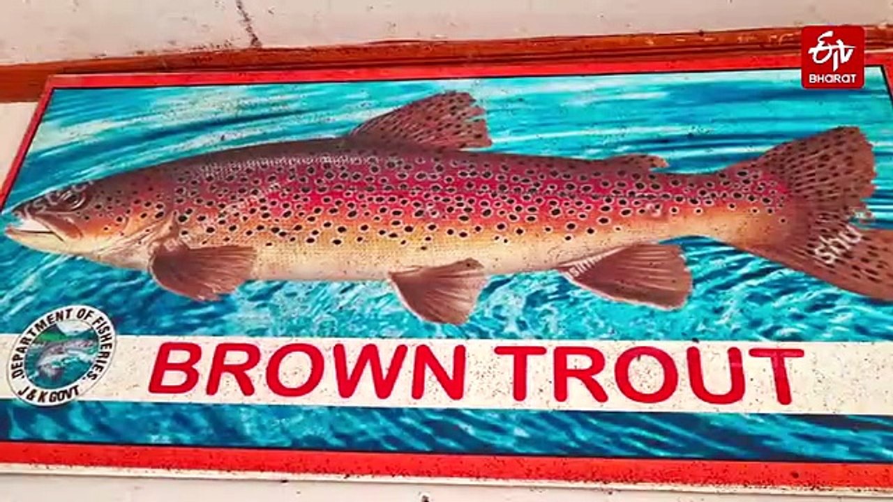 Asia's Largest Trout Farm Boosts Kashmir's Blue Economy, Creates New Opportunities