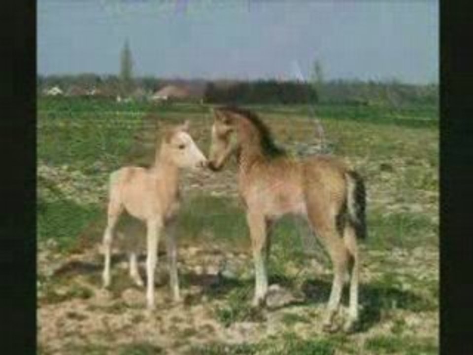 Le cheval