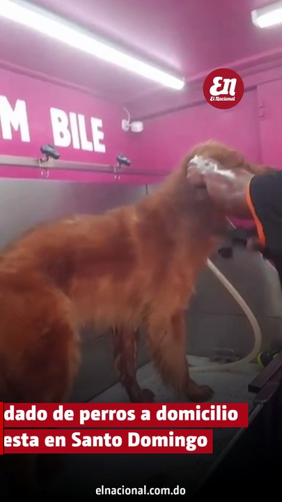 Pink Dog Móviles: Innovador servicio a domicilio que consiente a tus mascotas en RD