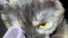 FunnyCat