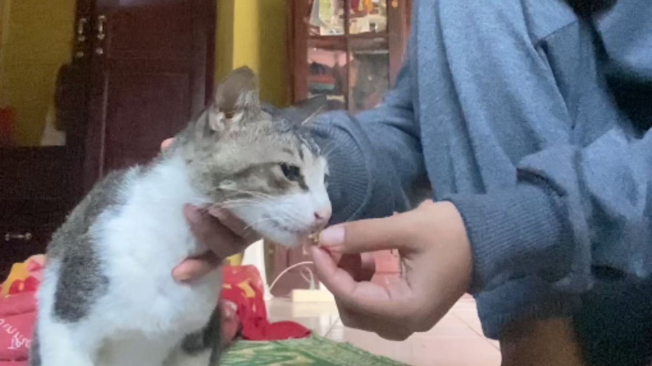 Shocking Incident: Girl's Finger Bitten While Feeding Cat Fish