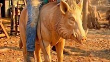 An old man carves a life-size wild Boar from wood.