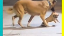 Mamá perrita corre tras su cachorro y lo regresa a casa