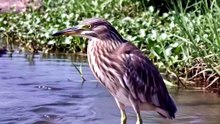 Indian pond heron of India real documentry video