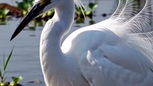 Little egret of India real documentry video